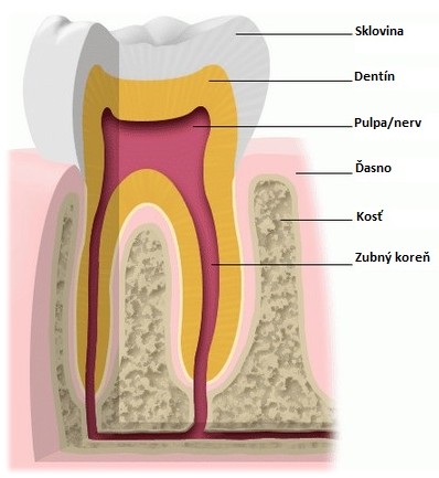 Zub a jeho stavba